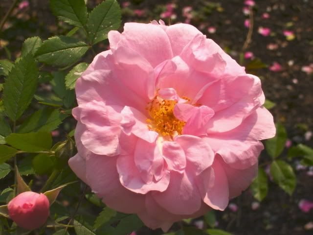 Photo Sharing and Video Hosting at Photobucket